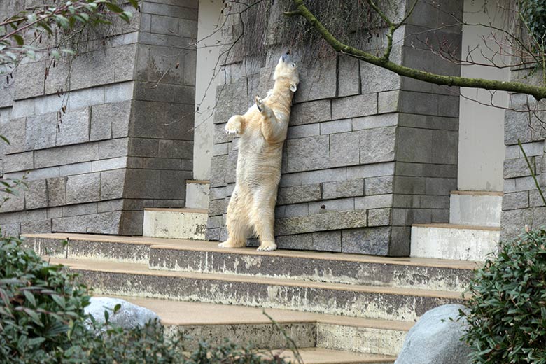 Eisbär-Prinzessin ANORI am 8. März 2021 auf der großen Außenanlage im Wuppertaler Zoo