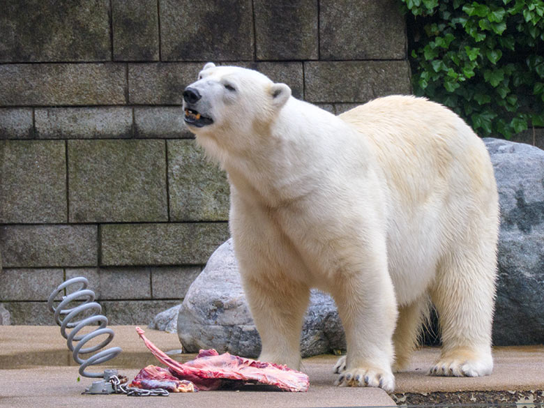 Eisbärin ANORI am 6. Juni 2021 auf der großen Außenanlage im Zoo Wuppertal
