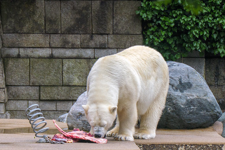 Eisbärin ANORI am 6. Juni 2021 auf der großen Außenanlage im Wuppertaler Zoo