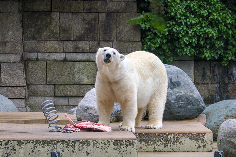 Eisbärin ANORI am 6. Juni 2021 auf der großen Außenanlage im Grünen Zoo Wuppertal
