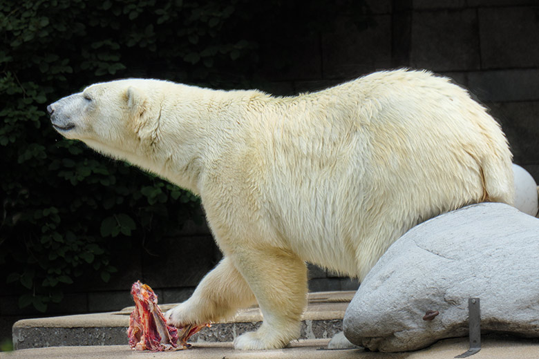 Eisbärin ANORI am 18. Juni 2021 auf der Plattform der größeren Außenanlage im Zoo Wuppertal
