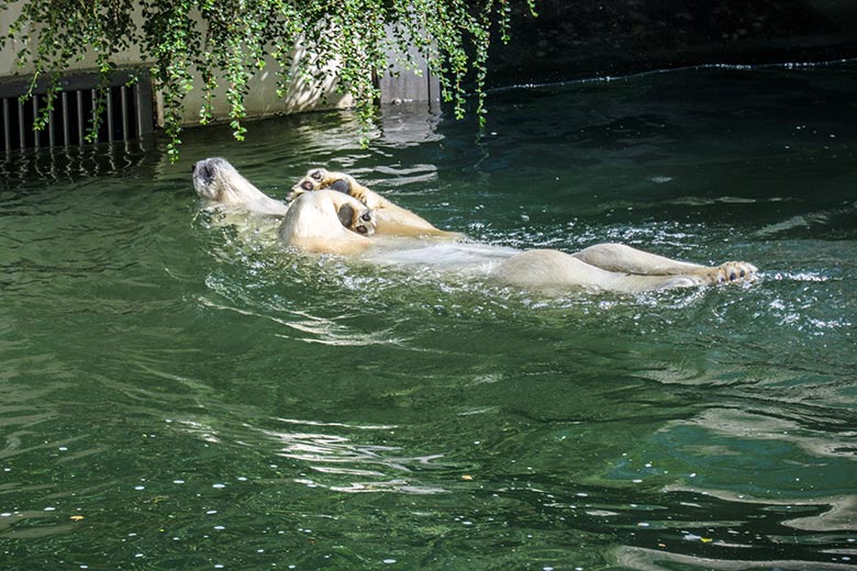 Eisbärin ANORI am 20. Juni 2021 im Wasserbecken der größeren Außenanlage im Grünen Zoo Wuppertal