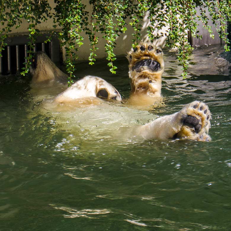 Eisbärin ANORI am 20. Juni 2021 im Wasserbecken der größeren Außenanlage im Zoo Wuppertal