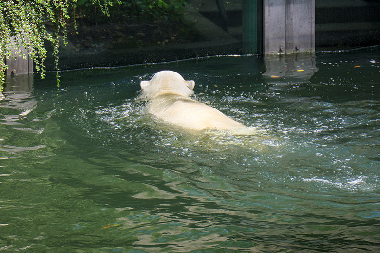 Eisbärin ANORI am 20. Juni 2021 im Wasserbecken der größeren Außenanlage im Wuppertaler Zoo