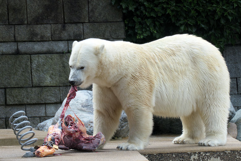 Eisbärin ANORI am 4. Juli 2021 mit einem großen Rinder-Knochen auf der größeren Eisbär-Außenanlage im Zoologischen Garten Wuppertal
