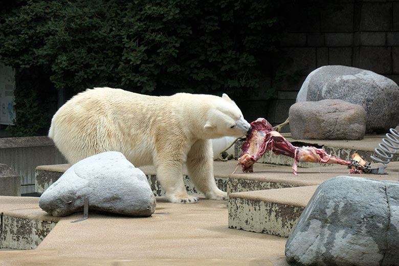 Eisbärin ANORI am 4. Juli 2021 mit einem großen Rinder-Knochen auf der größeren Eisbär-Außenanlage im Wuppertaler Zoo