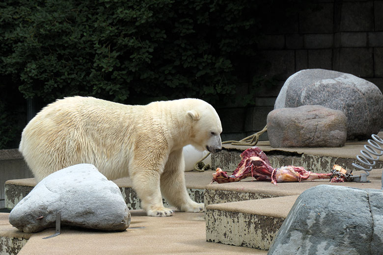 Eisbärin ANORI am 4. Juli 2021 mit einem großen Rinder-Knochen auf der größeren Eisbär-Außenanlage im Grünen Zoo Wuppertal