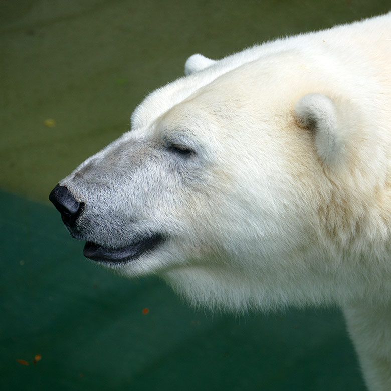 Eisbärin ANORI am 7. Juli 2021 auf der größeren Eisbär-Außenanlage im Zoologischen Garten der Stadt Zoo Wuppertal
