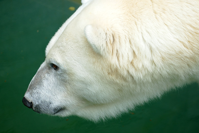 Eisbärin ANORI am 7. Juli 2021 auf der größeren Eisbär-Außenanlage im Wuppertaler Zoo