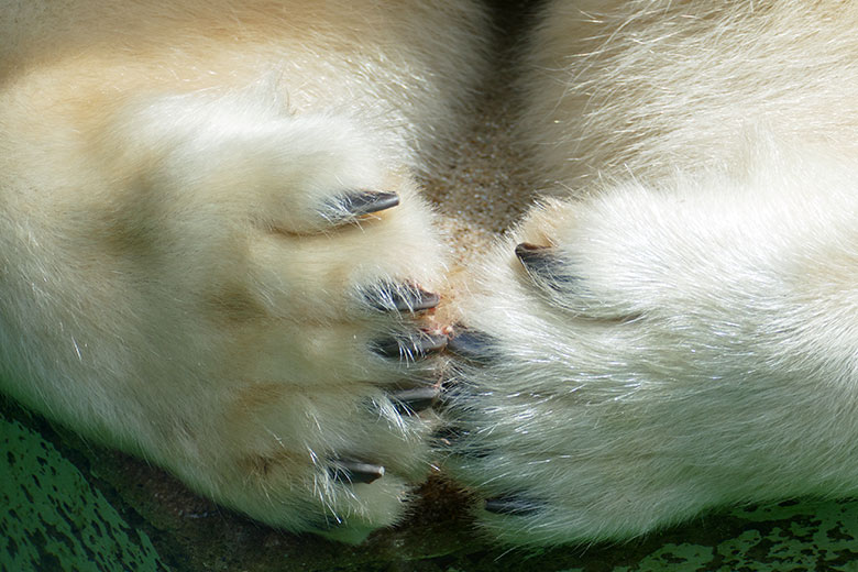Eisbärin ANORI am 7. Juli 2021 auf der größeren Eisbär-Außenanlage im Grünen Zoo Wuppertal