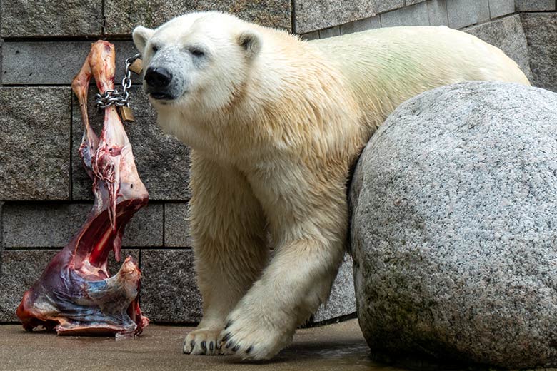 Eisbärin ANORI am 11. Juli 2021 mit einem großen Rinder-Knochen auf der größeren Eisbär-Außenanlage im Grünen Zoo Wuppertal