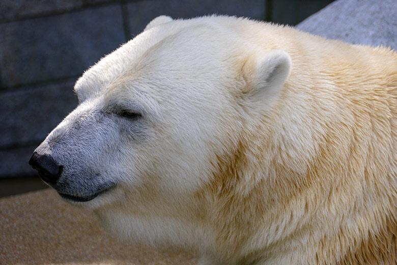 Eisbärin ANORI am 12. Juli 2021 auf der größeren Eisbär-Außenanlage im Wuppertaler Zoo