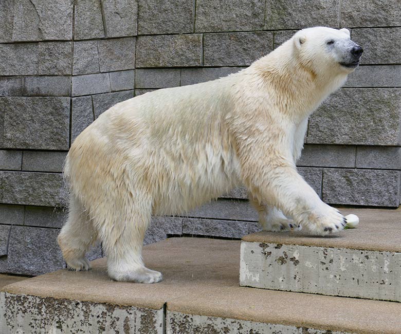Eisbärin ANORI am 12. Juli 2021 auf der größeren Eisbär-Außenanlage im Zoologischen Garten Wuppertal