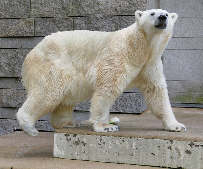 Eisbärin ANORI am 12. Juli 2021 auf der größeren Eisbär-Außenanlage im Zoo Wuppertal