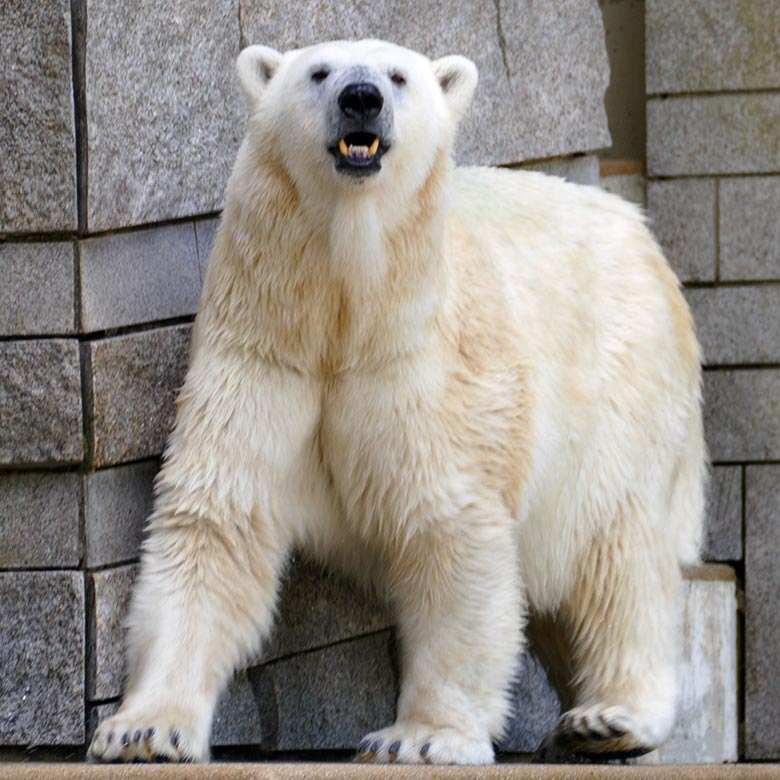 Eisbärin ANORI am 12. Juli 2021 auf der größeren Eisbär-Außenanlage im Wuppertaler Zoo