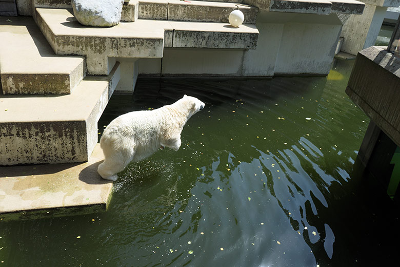 Eisbärin ANORI am 17. Juli 2021 auf der größeren Eisbär-Außenanlage im Wuppertaler Zoo