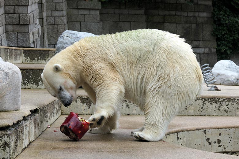 Eisbärin ANORI am 19. Juli 2021 auf der größeren Eisbär-Außenanlage im Zoo Wuppertal