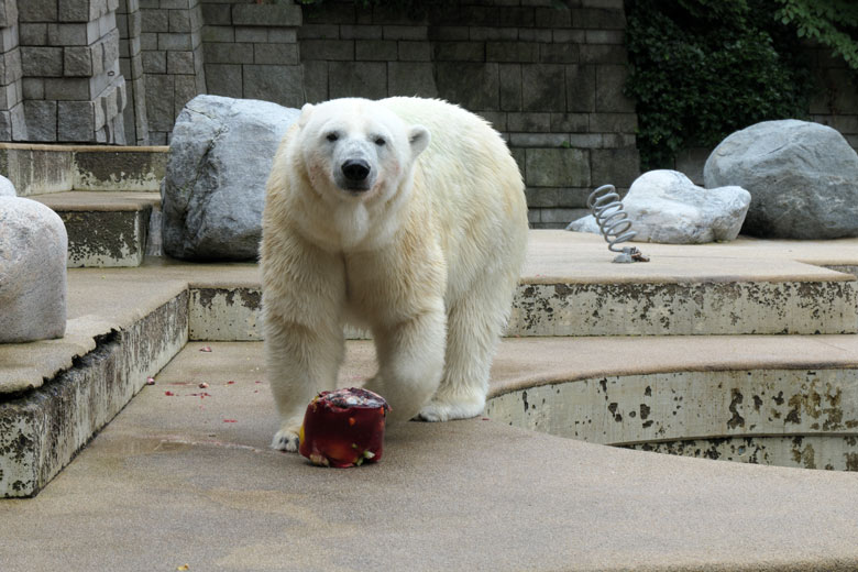 Eisbärin ANORI am 19. Juli 2021 auf der größeren Eisbär-Außenanlage im Wuppertaler Zoo