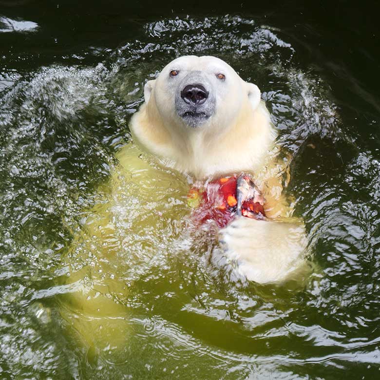 Eisbärin ANORI am 19. Juli 2021 auf der größeren Eisbär-Außenanlage im Zoologischen Garten Wuppertal