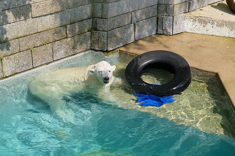 Eisbärin ANORI am 22. Juli 2021 auf der größeren Eisbär-Außenanlage im Zoo Wuppertal