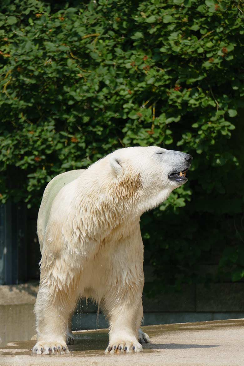 Eisbärin ANORI am 22. Juli 2021 auf der größeren Eisbär-Außenanlage im Wuppertaler Zoo
