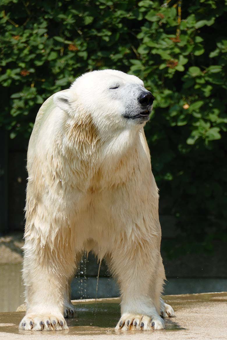 Eisbärin ANORI am 22. Juli 2021 auf der größeren Eisbär-Außenanlage im Grünen Zoo Wuppertal