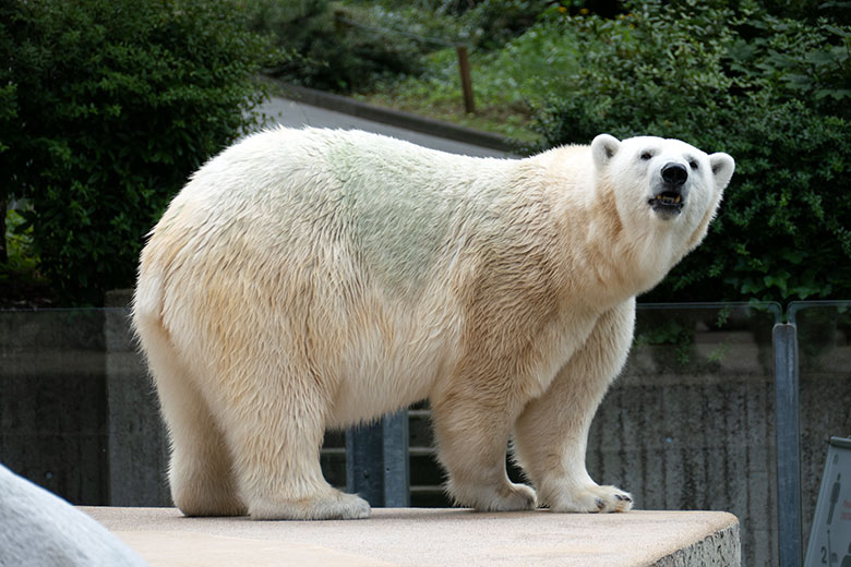 Eisbärin ANORI am 26. Juli 2021 auf der größeren Eisbär-Außenanlage im Grünen Zoo Wuppertal
