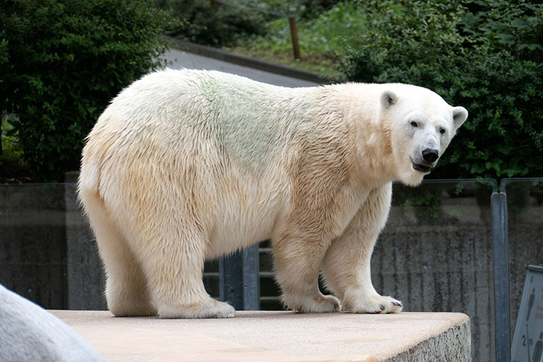 Eisbärin ANORI am 26. Juli 2021 auf der größeren Eisbär-Außenanlage im Zoologischen Garten Wuppertal
