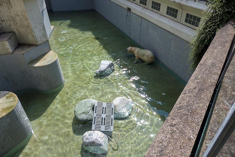 Eisbärin ANORI am 11. August 2021 auf der mit wenig Wasser gefüllten Außenanlage im Grünen Zoo Wuppertal