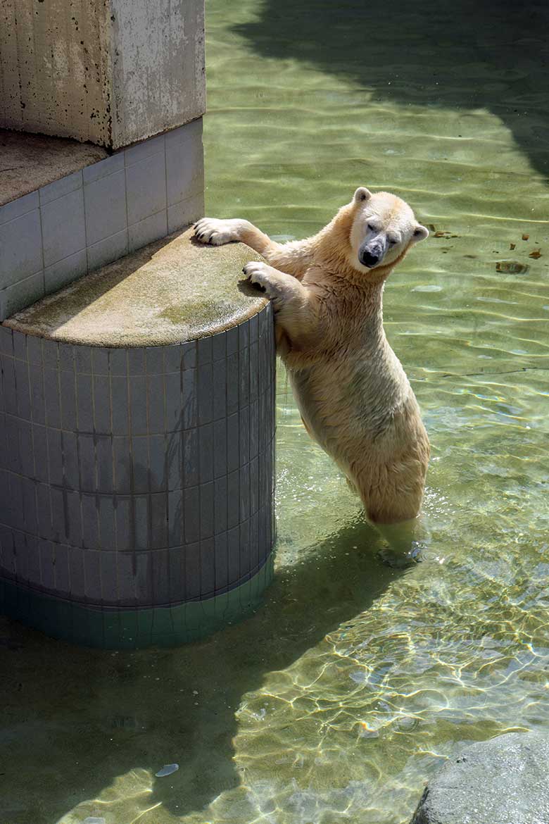 Eisbärin ANORI am 11. August 2021 auf der mit wenig Wasser gefüllten Außenanlage im Wuppertaler Zoo