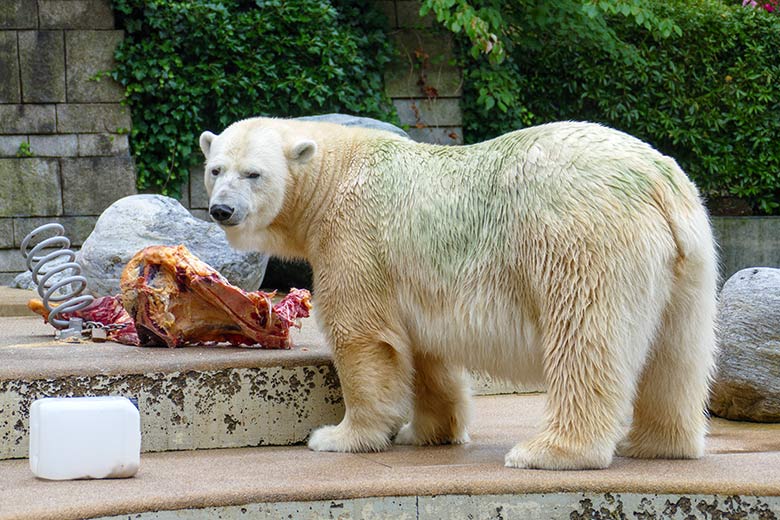 Eisbärin ANORI am 20. August 2021 auf der größeren Außenanlage im Grünen Zoo Wuppertal