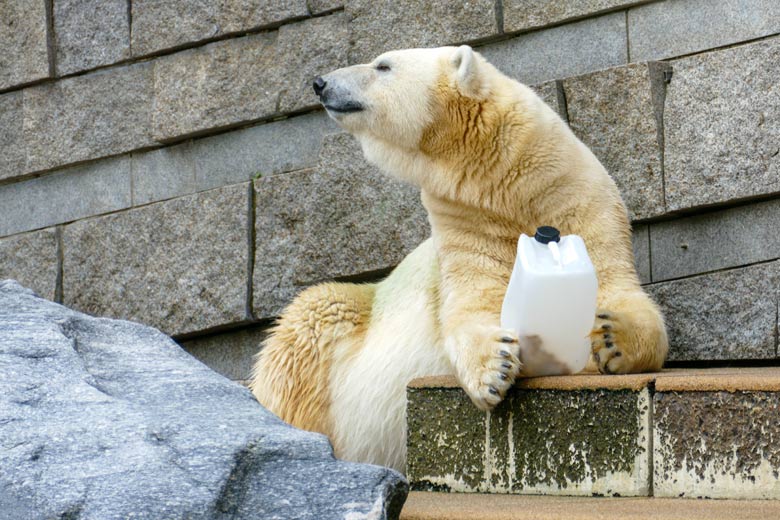Eisbärin ANORI am 20. August 2021 auf der größeren Außenanlage im Zoologischen Garten Wuppertal