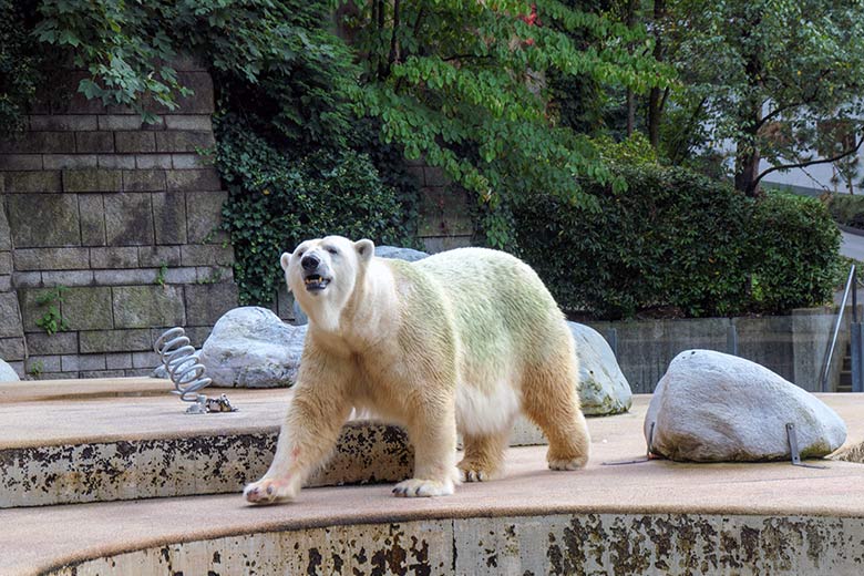 Eisbärin ANORI am 13. September 2021 auf der Außenanlage im Grünen Zoo Wuppertal