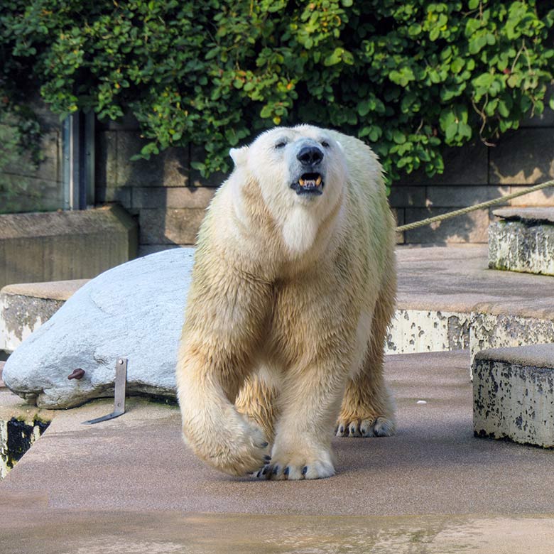 Eisbärin ANORI am 13. September 2021 auf der Außenanlage im Zoologischen Garten Wuppertal