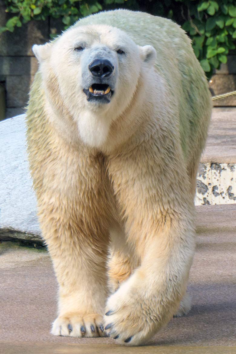 Eisbärin ANORI am 13. September 2021 auf der Außenanlage im Zoo Wuppertal