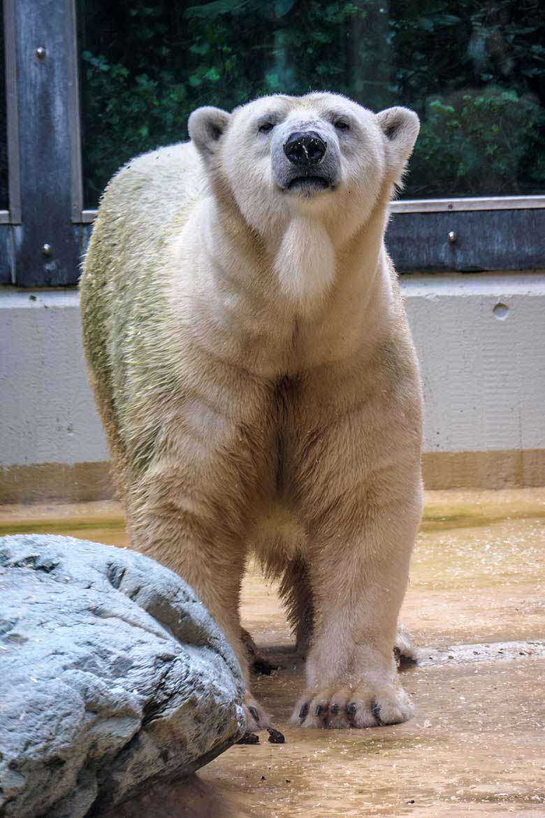 Eisbärin ANORI am 7. Oktober 2021 auf der kleineren Außenanlage im Zoologischen Garten der Stadt Wuppertal