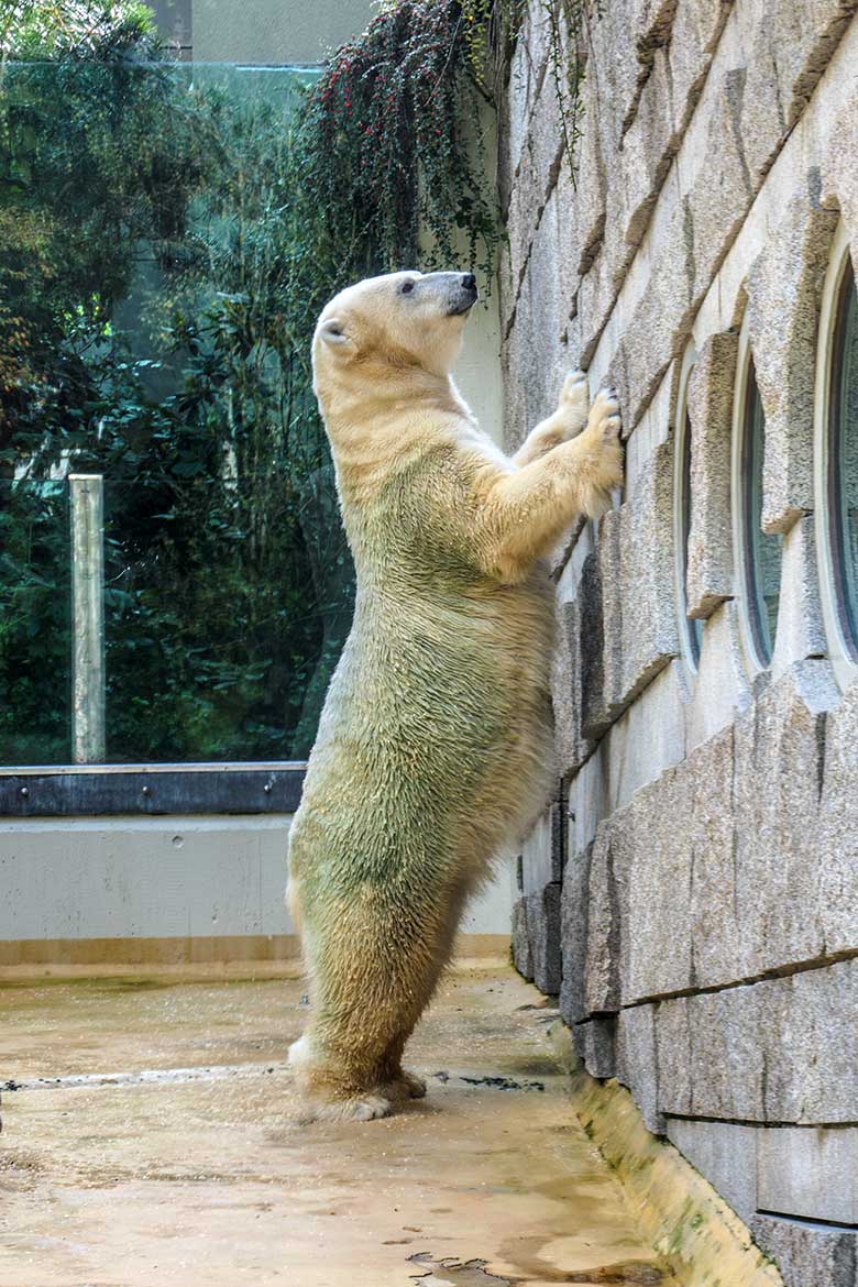 Eisbärin ANORI am 7. Oktober 2021 auf der kleineren Außenanlage im Zoo Wuppertal