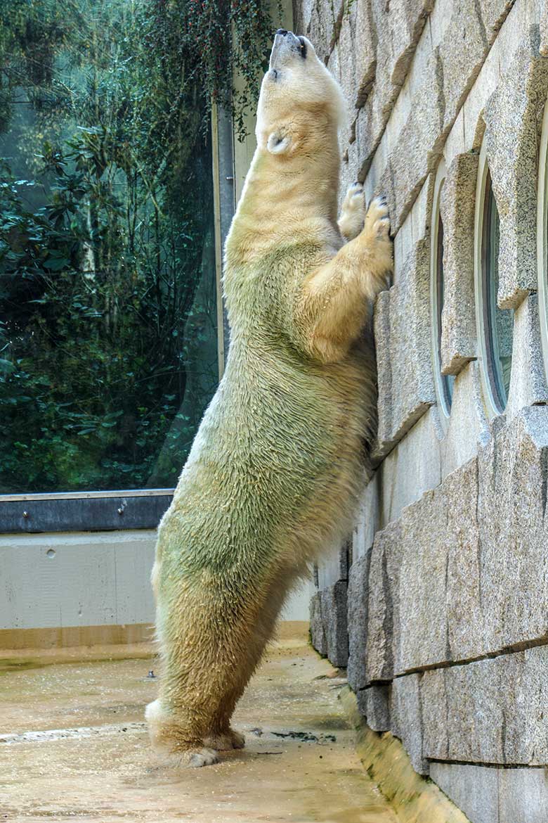 Eisbärin ANORI am 7. Oktober 2021 auf der kleineren Außenanlage im Wuppertaler Zoo
