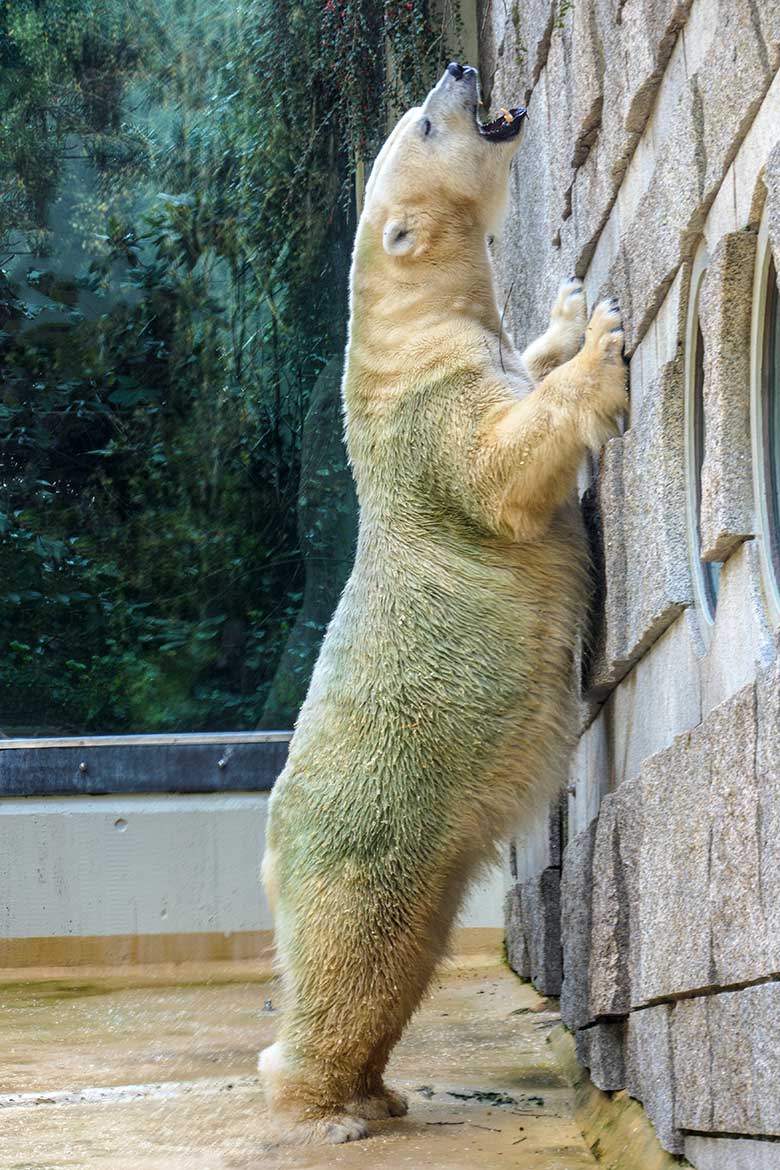 Eisbärin ANORI am 7. Oktober 2021 auf der kleineren Außenanlage im Grünen Zoo Wuppertal