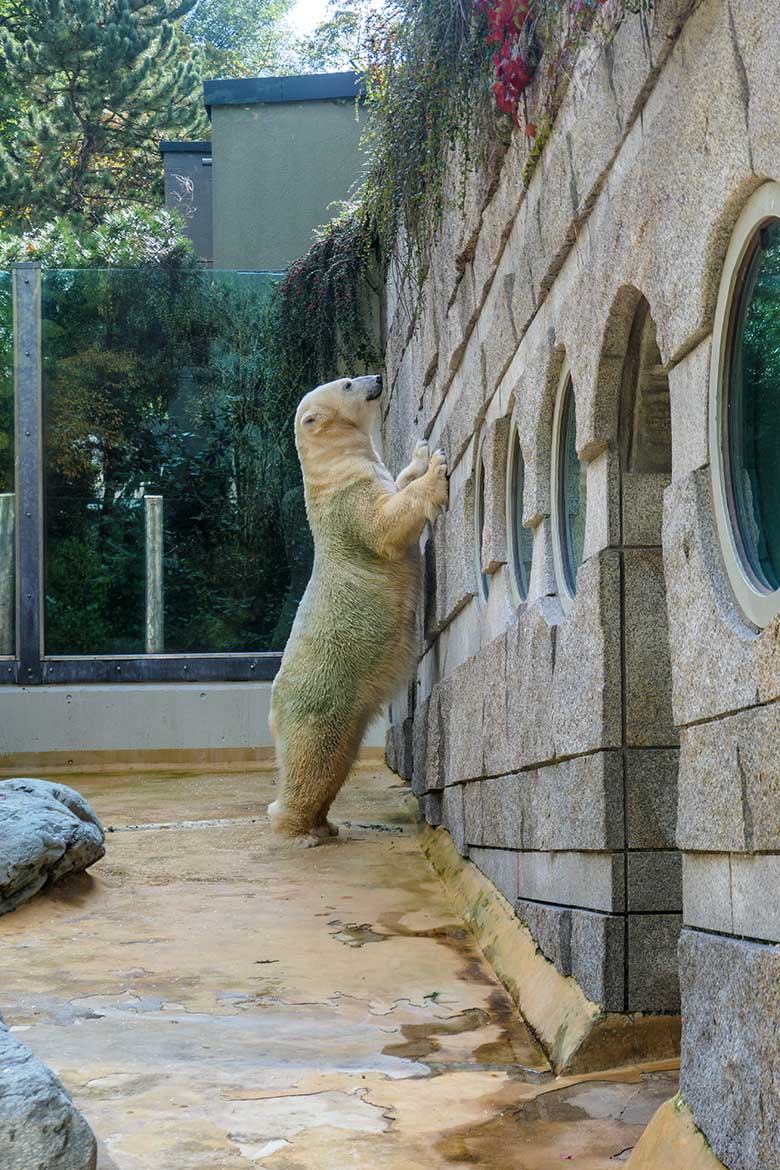 Eisbärin ANORI am 7. Oktober 2021 auf der kleineren Außenanlage im Zoologischen Garten Wuppertal