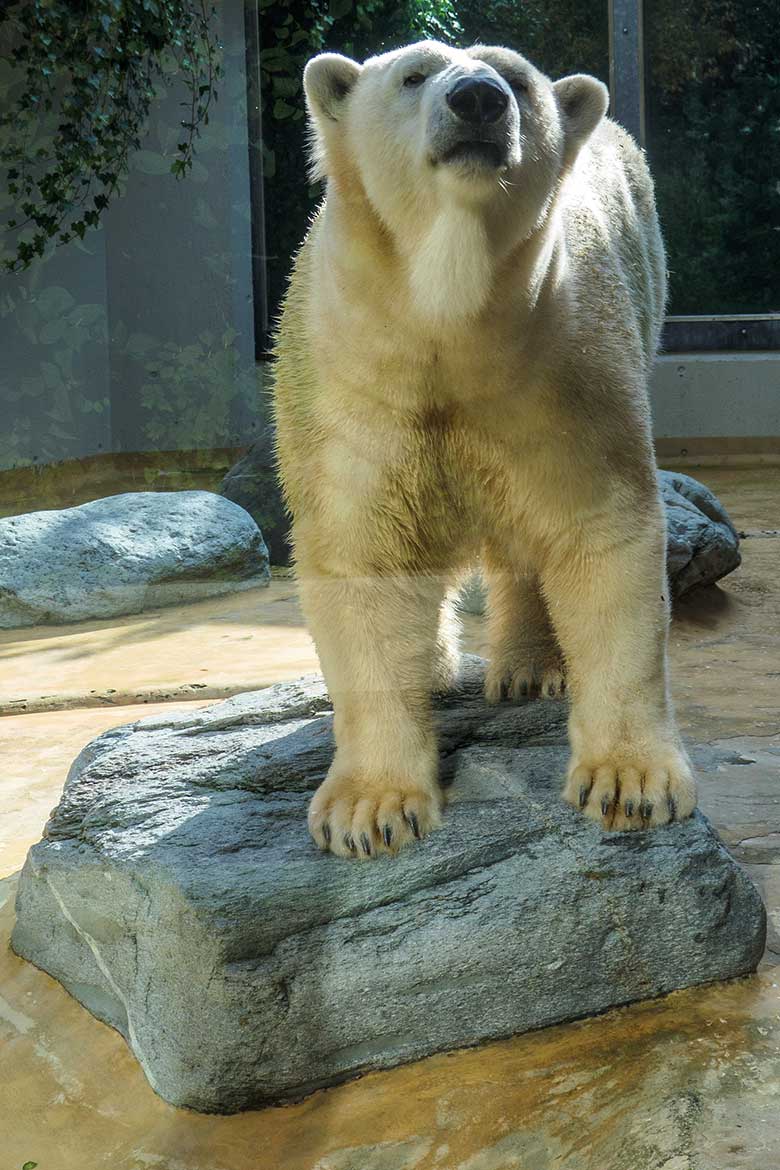 Eisbärin ANORI am 7. Oktober 2021 auf der kleineren Außenanlage im Zoo Wuppertal