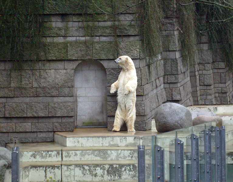 Eisbärin "Jerka" im Zoologischen Garten Wuppertal im Dezember 2008