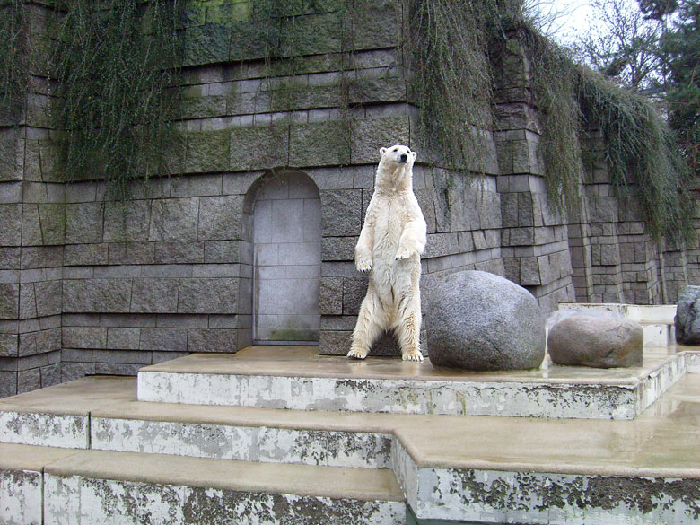 Eisbärin Jerka im Zoo Wuppertal im Dezember 2008