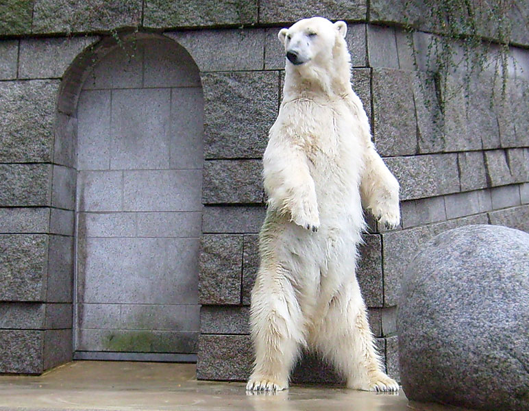Eisbärin "Jerka" im Wuppertaler Zoo im Dezember 2008