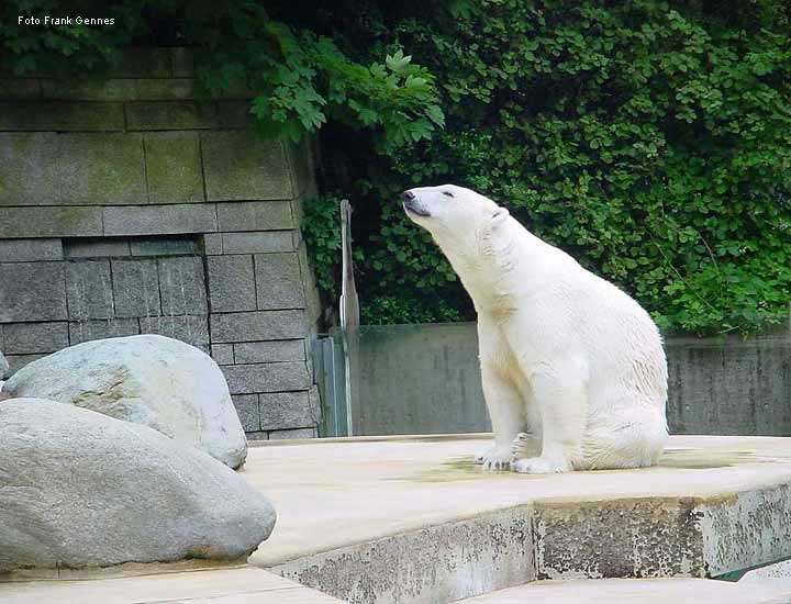 Eisbärin JERKA im Wuppertaler Zoo im Juni 2004 (Foto Frank Gennes)
