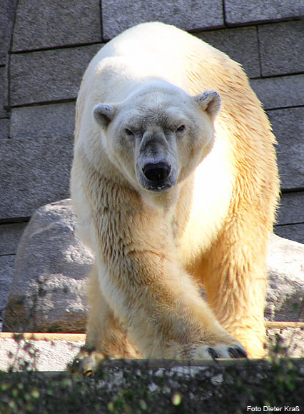 Eisbär BORIS im Wuppertaler Zoo im Februar 2008 (Foto Dieter Kraß)