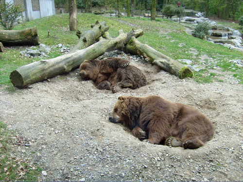 Kodiakbären im April 2008 auf der Braunbärenanlage im Zoo Wuppertal