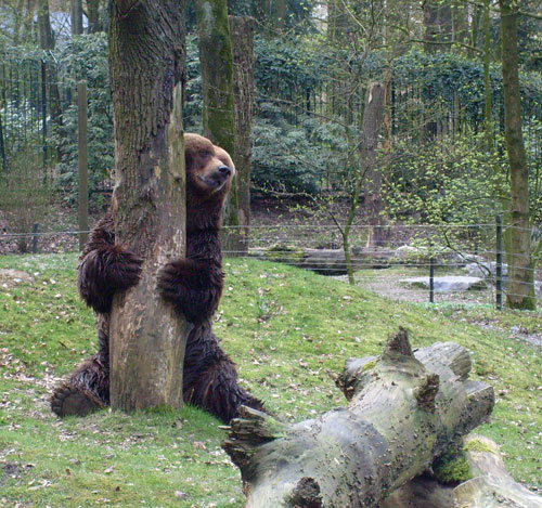 Kodiakbär HENRY im April 2008 auf der Braunbärenanlage im Zoologischen Garten der Stadt Wuppertal