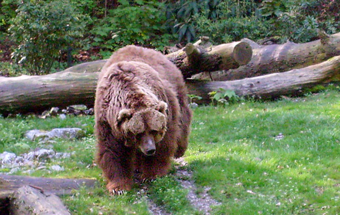 Kodiakbär im Wuppertaler Zoo im Mai 2008