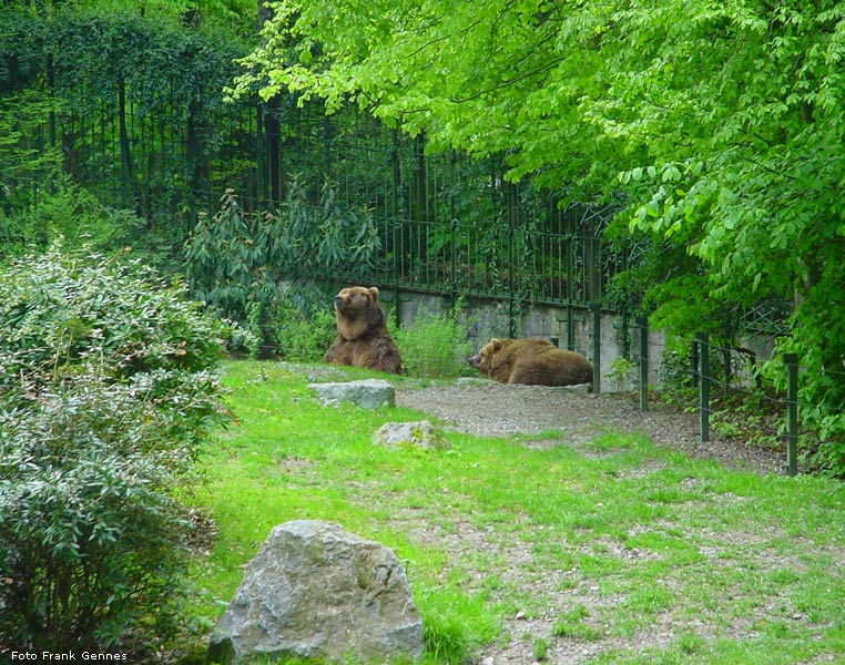 Kodiakbären im Wuppertaler Zoo im Mai 2008 (Foto Frank Gennes)